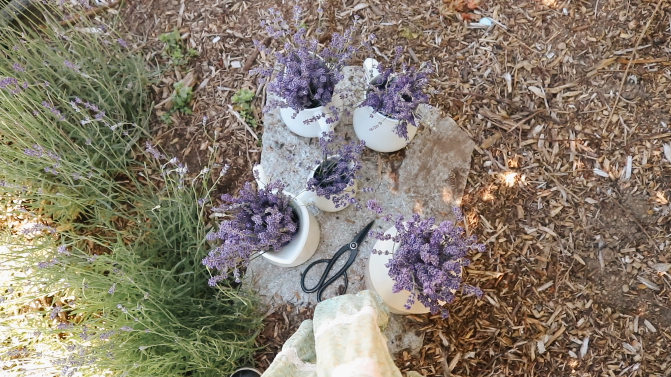 lavender in white vases and black scissors