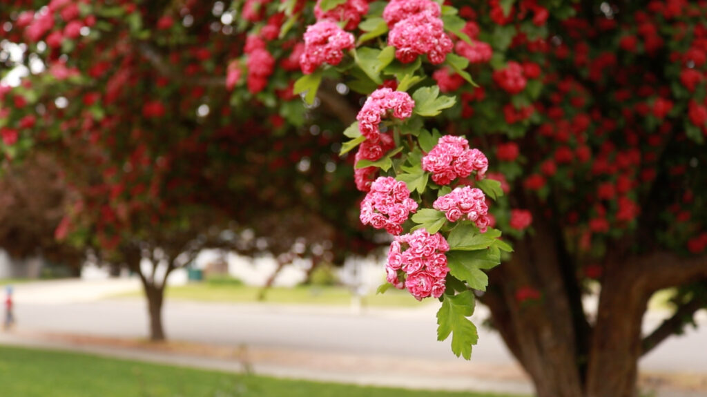 Stunning pink blossoms spill down the branch of a tree.