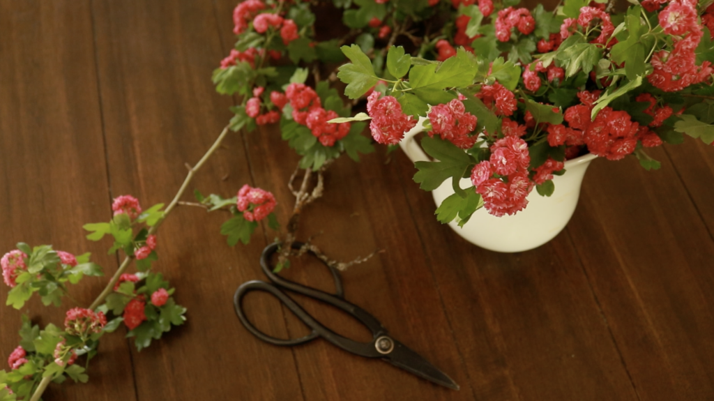 A beautiful bouquet of pink blossoms spill out of a white vase with black scissors laying in the background on a warm wooden table.