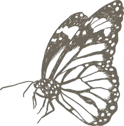Butterfly Illustration