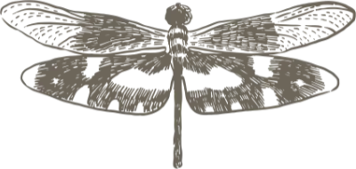 Dragonfly Illustration